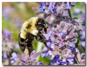 bumblebee.jpg